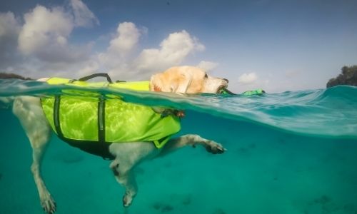 What You Should Look for in a Life Vest for Your Dog