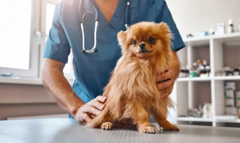 5 Healthy Reasons To Spay or Neuter Your Dog