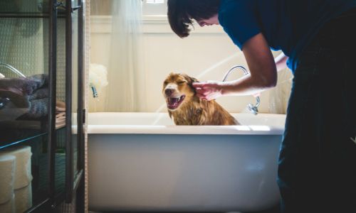 Tips for Improving Your Dog’s Bath Time Routine