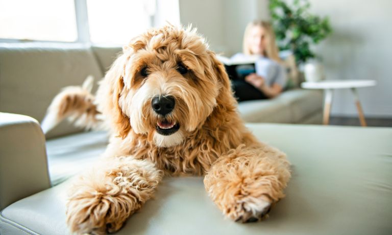 Furry Friends: Reasons You Should Buy a Dog From a Breeder