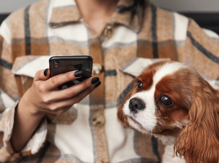 How To Make Your Pet Feel Safe in a Storm Shelter