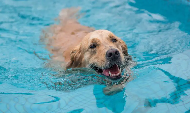 Don’t let your four-legged friend fall victim to a potentially dangerous accident. Read on to learn how to ensure your dog’s safety around your swimming pool.