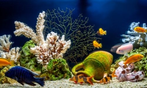 Tips for Turning Your Aquarium Into an Underwater Paradise