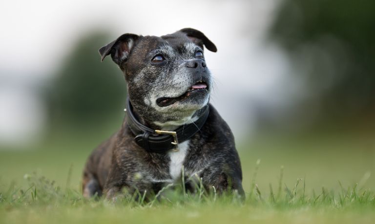 4 Ways To Improve Your Senior Dog’s Quality of Life