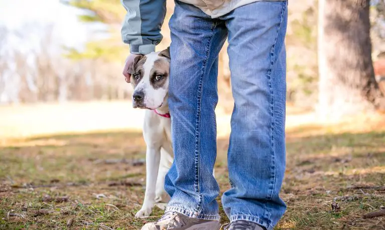 Doggy Care: 4 Most Common Reasons Your Dog Shakes