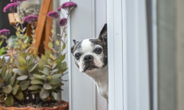 A Guide to Creating the Ultimate Pet-Friendly Patio