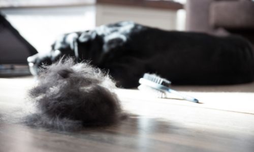 Ways To Deal With Your Pet’s Summer Shedding