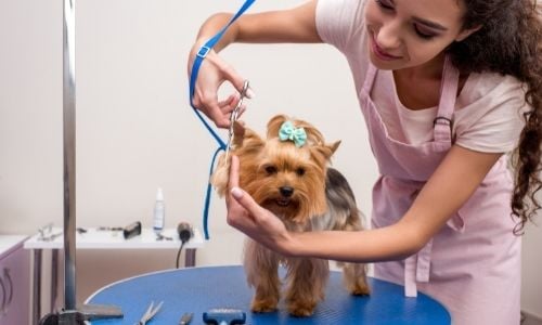 Choosing the Best Dog Groomer for Your Pup