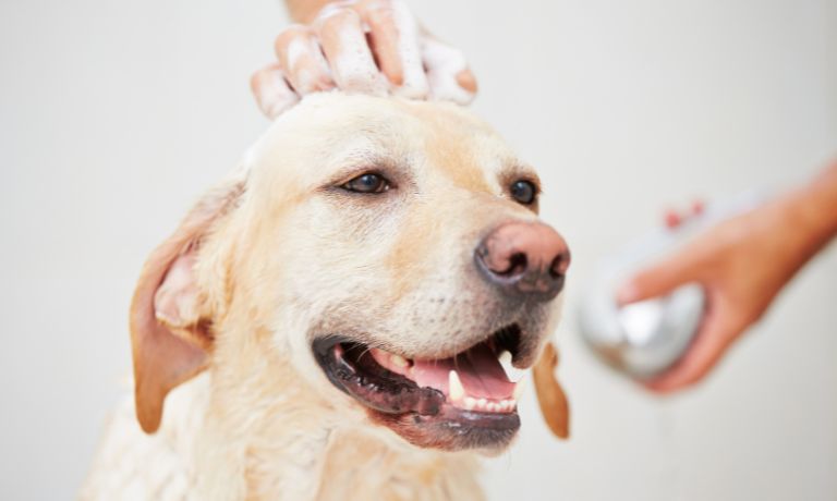 Beautiful Pups: Tips for Starting a Dog Grooming Service