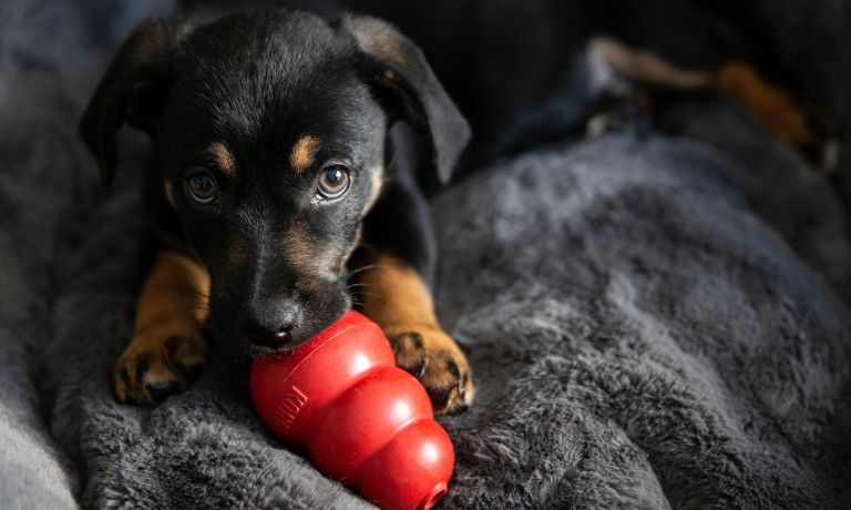 Helpful Tips To Keep Your Dog From Chewing Everything