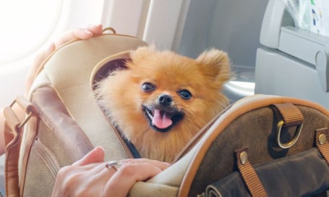 The Dos and Don’ts of Traveling With Pets
