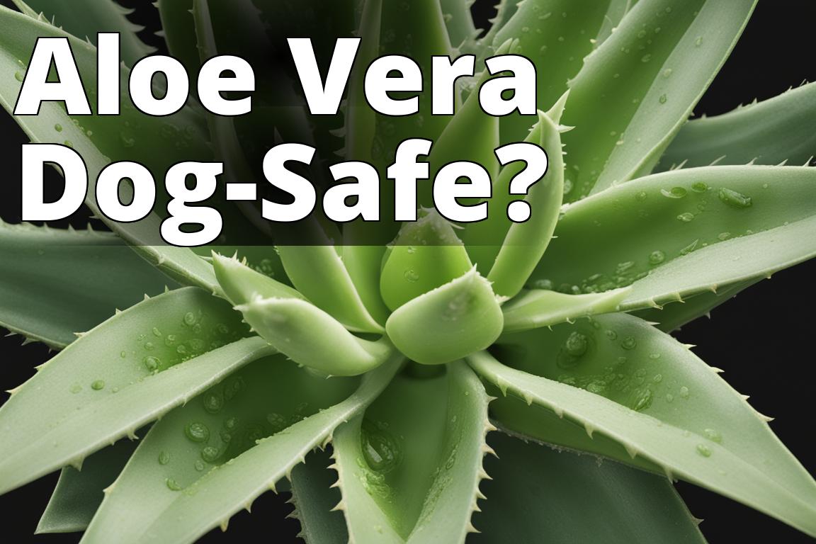 Aloe Vera for Dogs Benefits and Risks