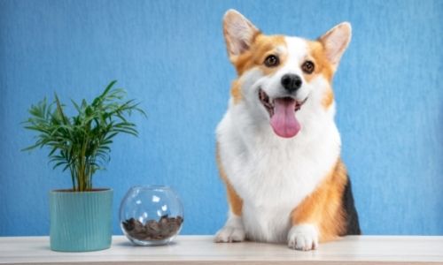 Tips for Creating a Unique Room for Your Pet
