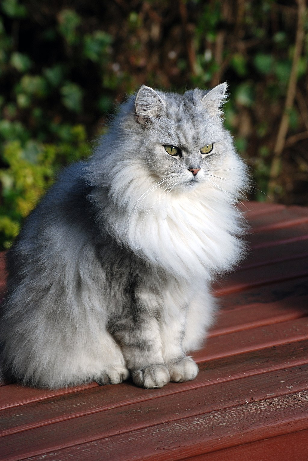 chinchilla persian