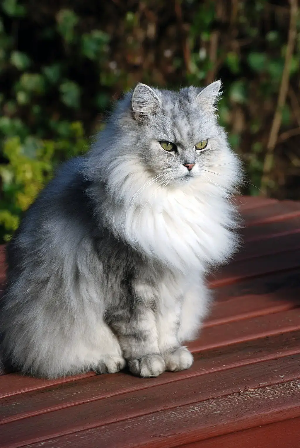 chinchilla cat