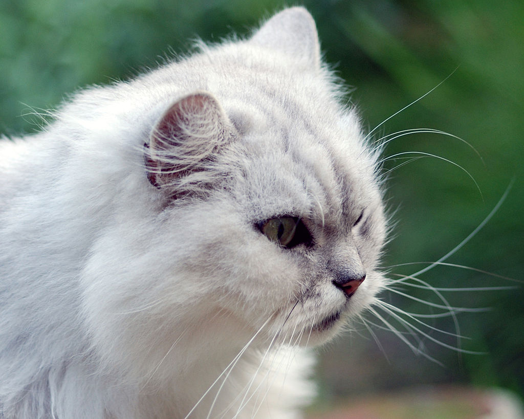 red and white persian cat