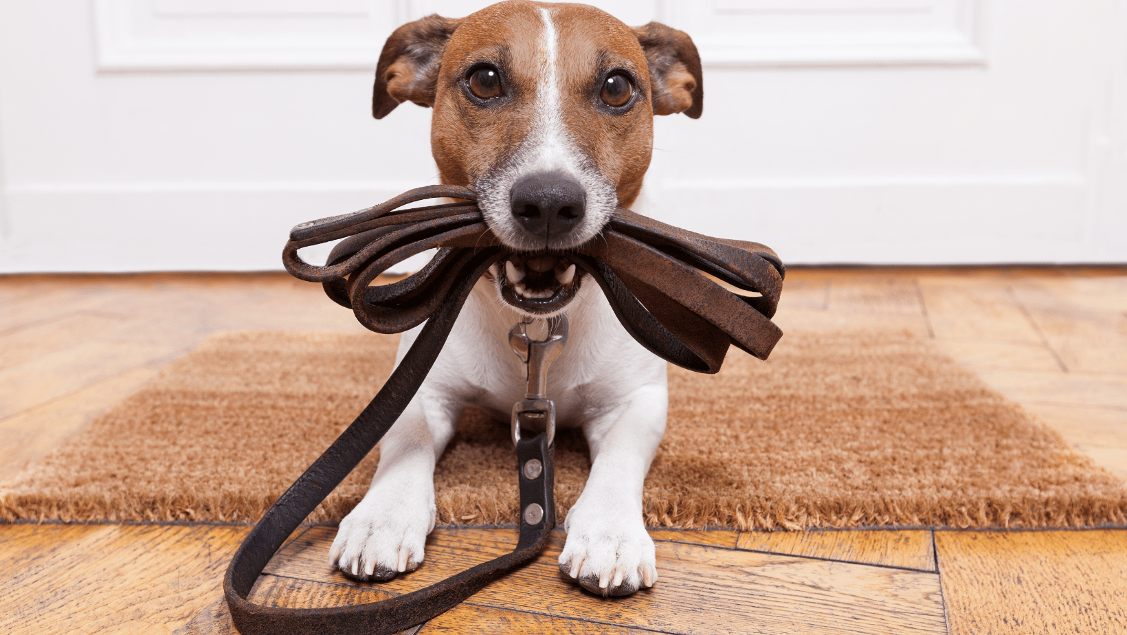 how to teach a dog to walk on a leash