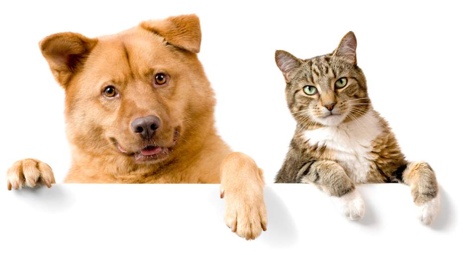 dog and cat nutrition