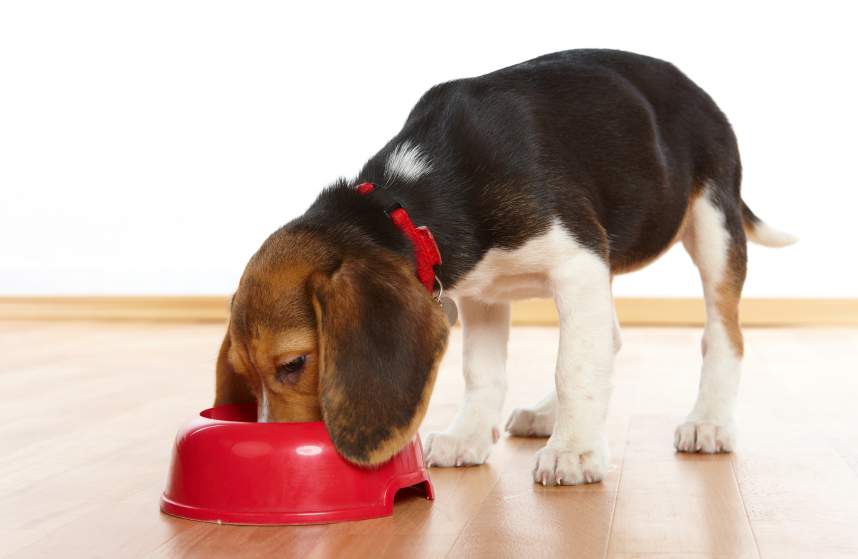 Raw food diet for your dog