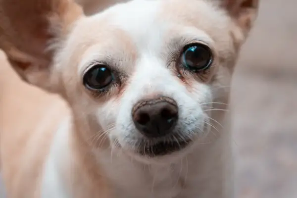 Chihuahua dog history