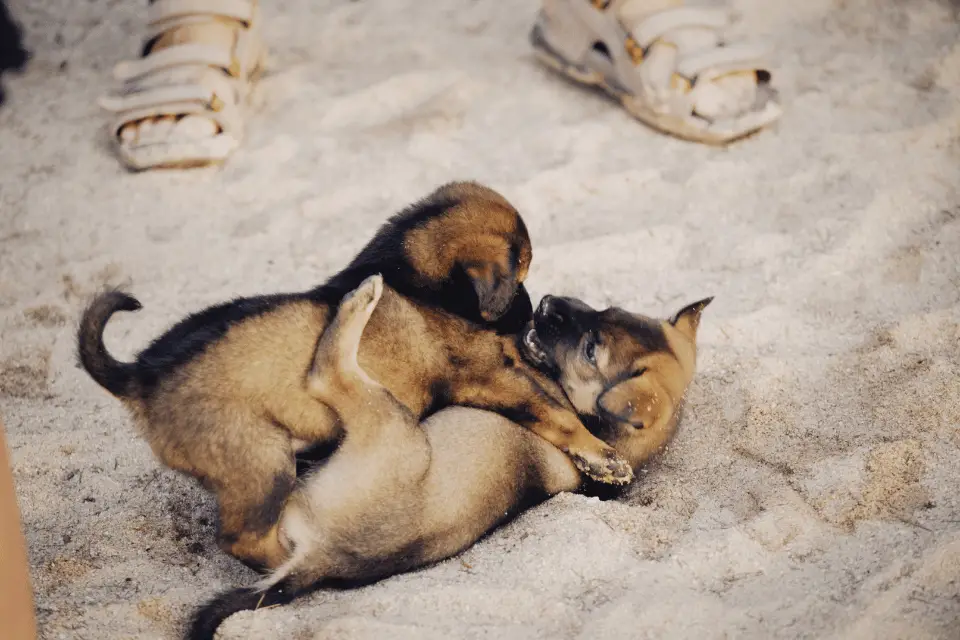 two puppies playing