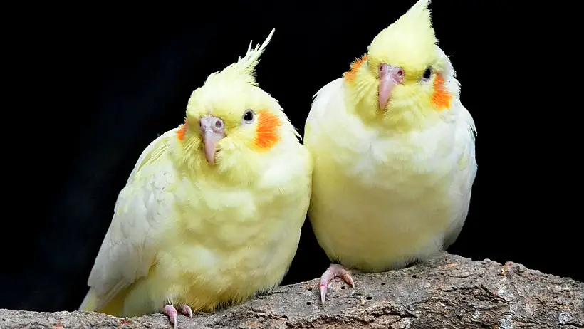 Yellow bird names