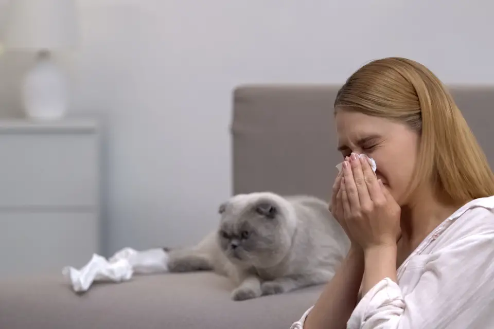 cat allergy 