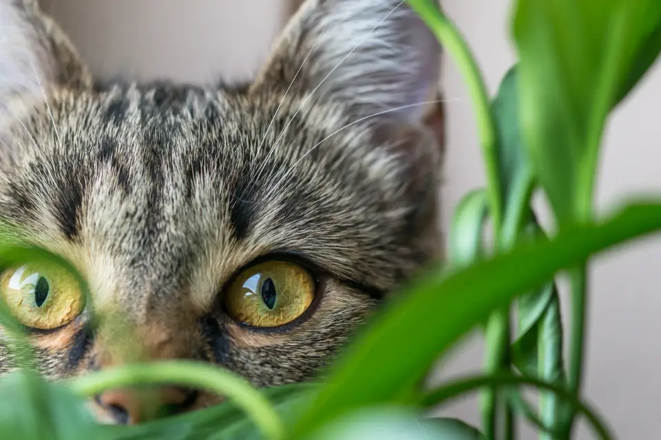 cat around plants 2