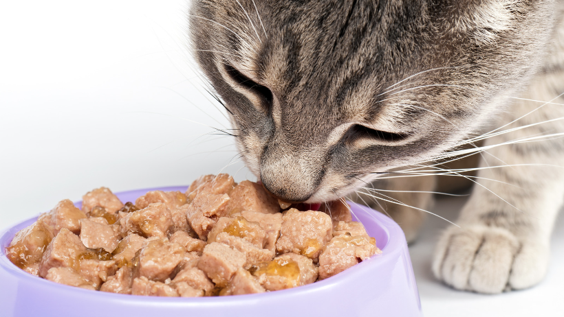 cat eating plastic bowl 