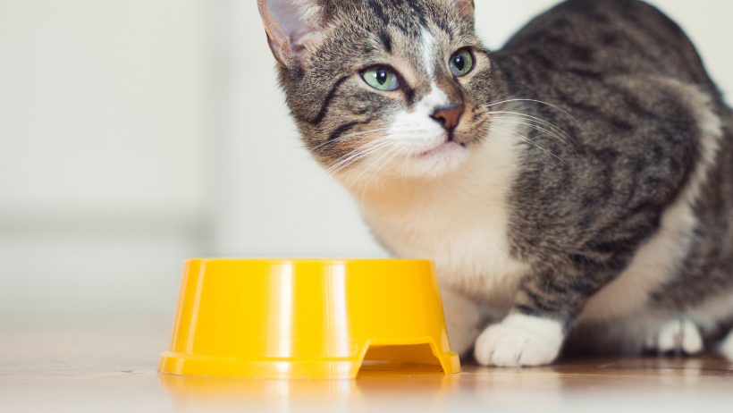 cat eating plastic bowl