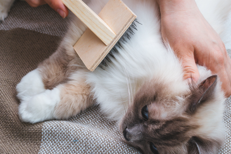 cat grooming - hair loss