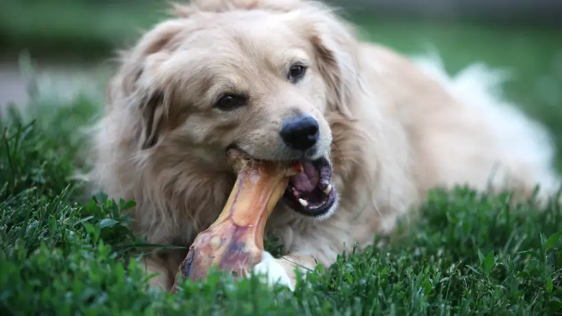 dog chewing bone 