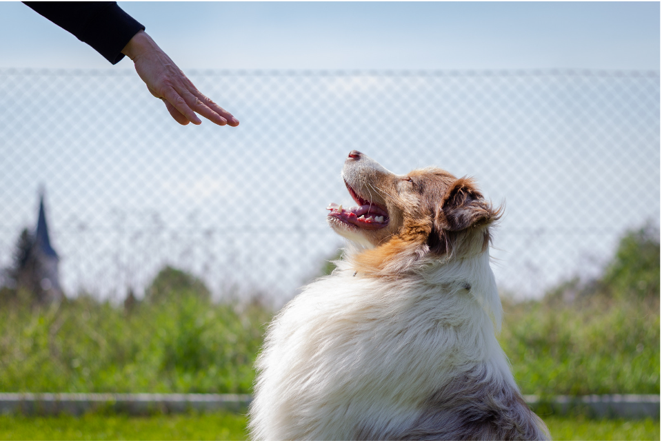 Master the Art of the 'Stay' Command: How to teach your dog to stay