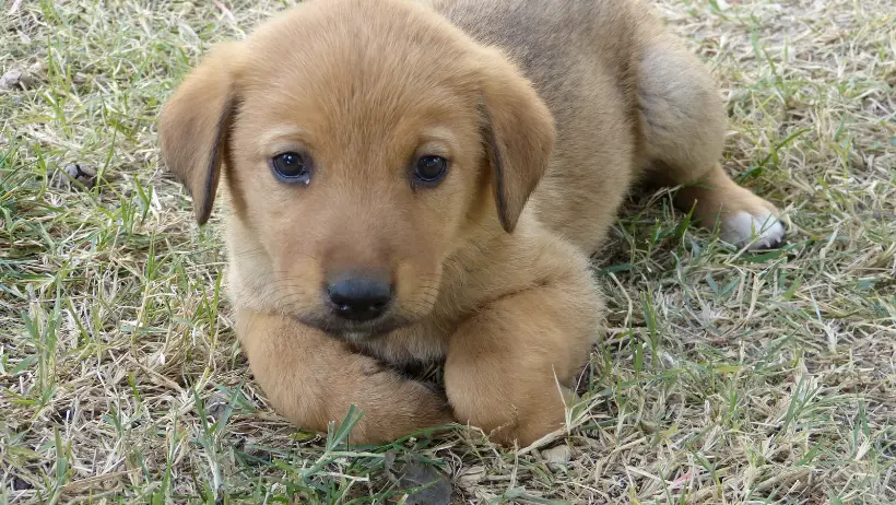 puppy in grass - anxiety