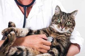 vet holding kitten 300x199