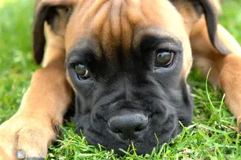 How long do some dog breeds live - Boxer life expectancy