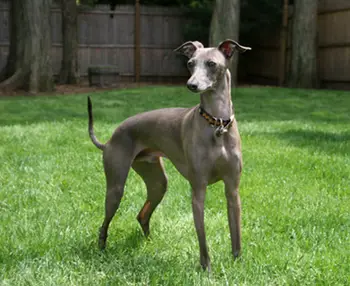 How long do some dog breeds live - Greyhound Dog life expectancy