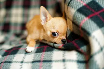 How long do some dog breeds live - chihuahua puppy life expectancy