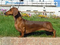 200px-short-haired-dachshund