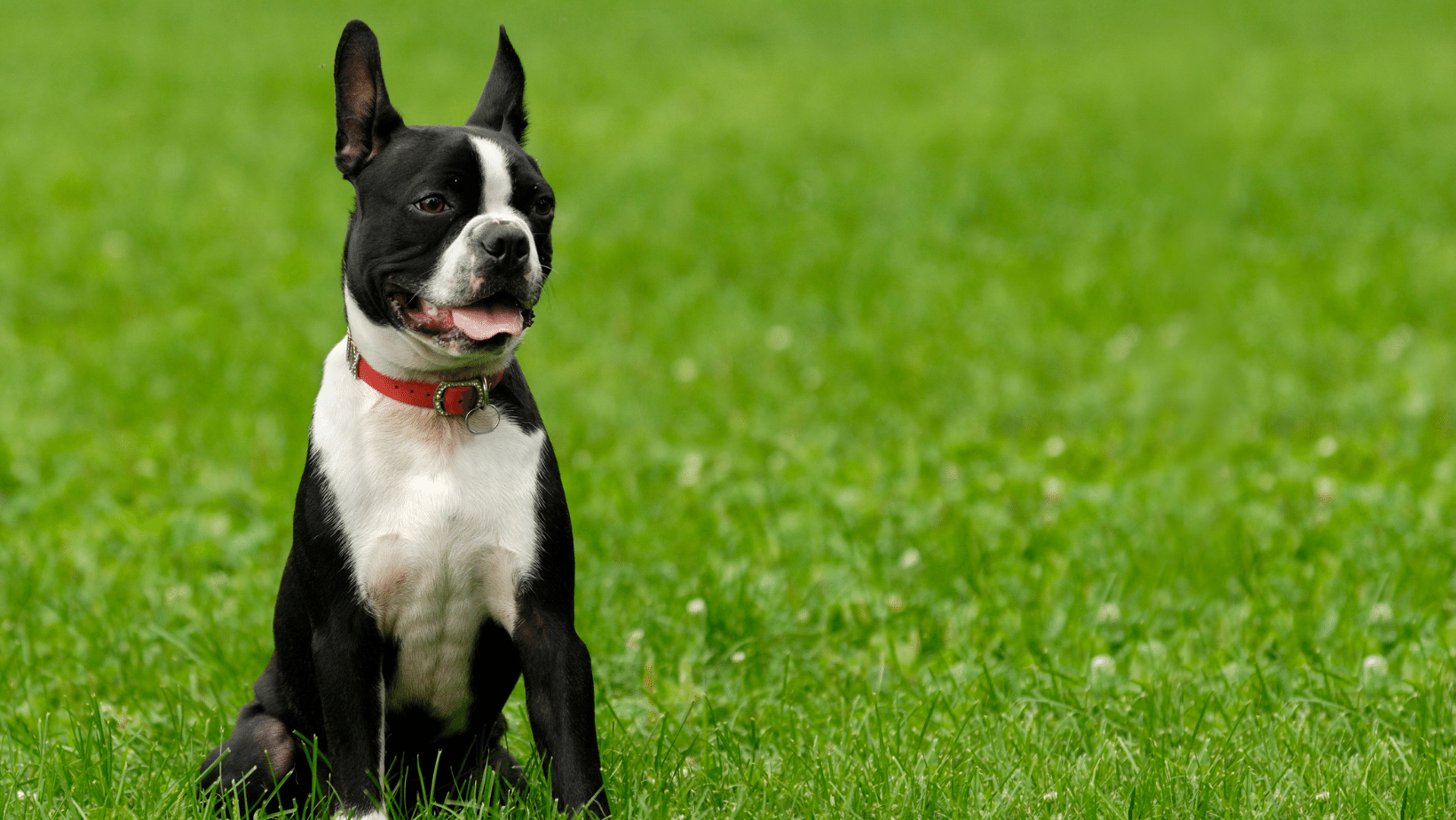 what foods are boston terriers allergic to