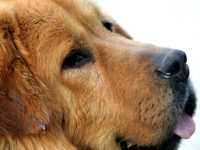 tibetan mastiff 