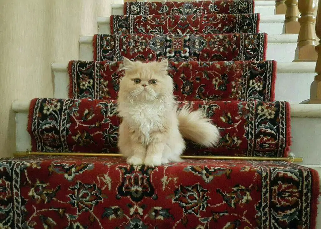 Persian Cat teacup