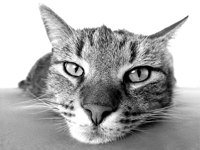 Feline Epilepsy: Understanding the Mystery of Cat Seizures