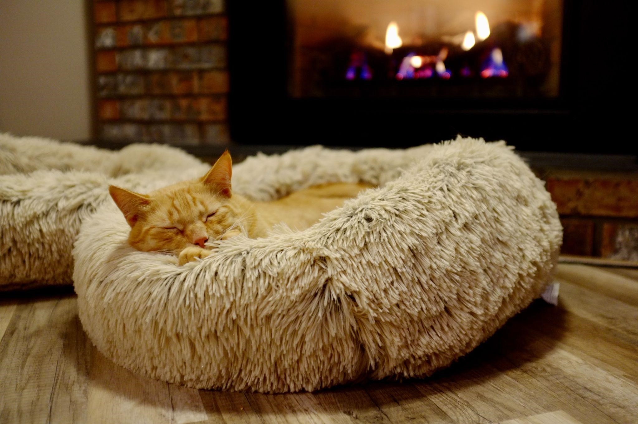 furry bed