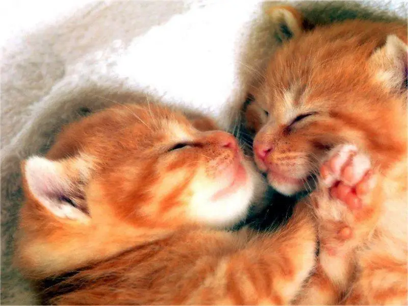 two kittens - fading kitten syndrome
