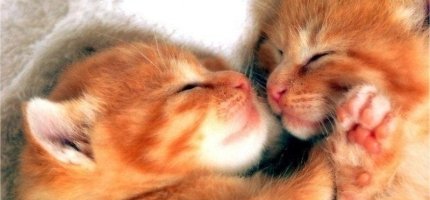 two-kittens-sleeping