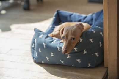 getting the right dog bed for your puppy