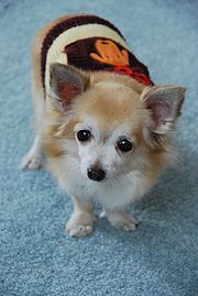 longhaired_chihuahua