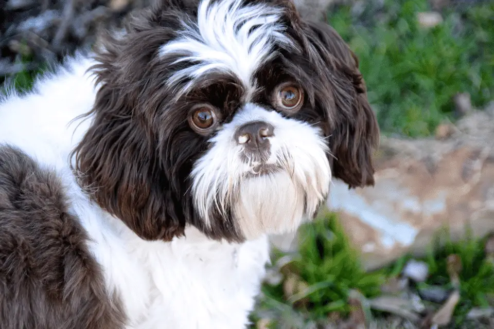 The Imperial Shih Tzu