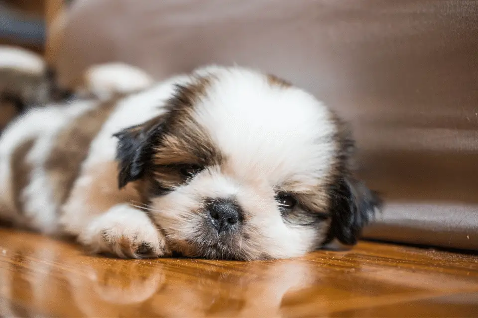 Imperial Shih Tzu